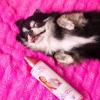 Paris Hilton Dog Perfume, Deodorizer & Detangler | Odor Neutralizing with Gentle Calming Lavender Scent – Sulfate-Free, Vegan, Hypoallergenic for All Pet Breeds 10oz/295ml