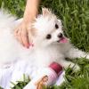 Paris Hilton Dog Shampoo – Fragrance-Free, Sulfate-Free, Vegan & Hypoallergenic for All Dog Breeds, with Oatmeal & Aloe for Healthy Coats & Salon-Quality Grooming, 16oz (480ml)(Cucumber Melon)