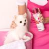 Paris Hilton Dog Shampoo – Sweet Pea & Vanilla Fresh Scent, Sulfate-Free Vegan & Hypoallergenic for All Dog Breeds, with Oatmeal & Aloe for Healthy Coats, Reduced Shed & Show-Ready Grooming 16oz/480ml(Apple Blossom)